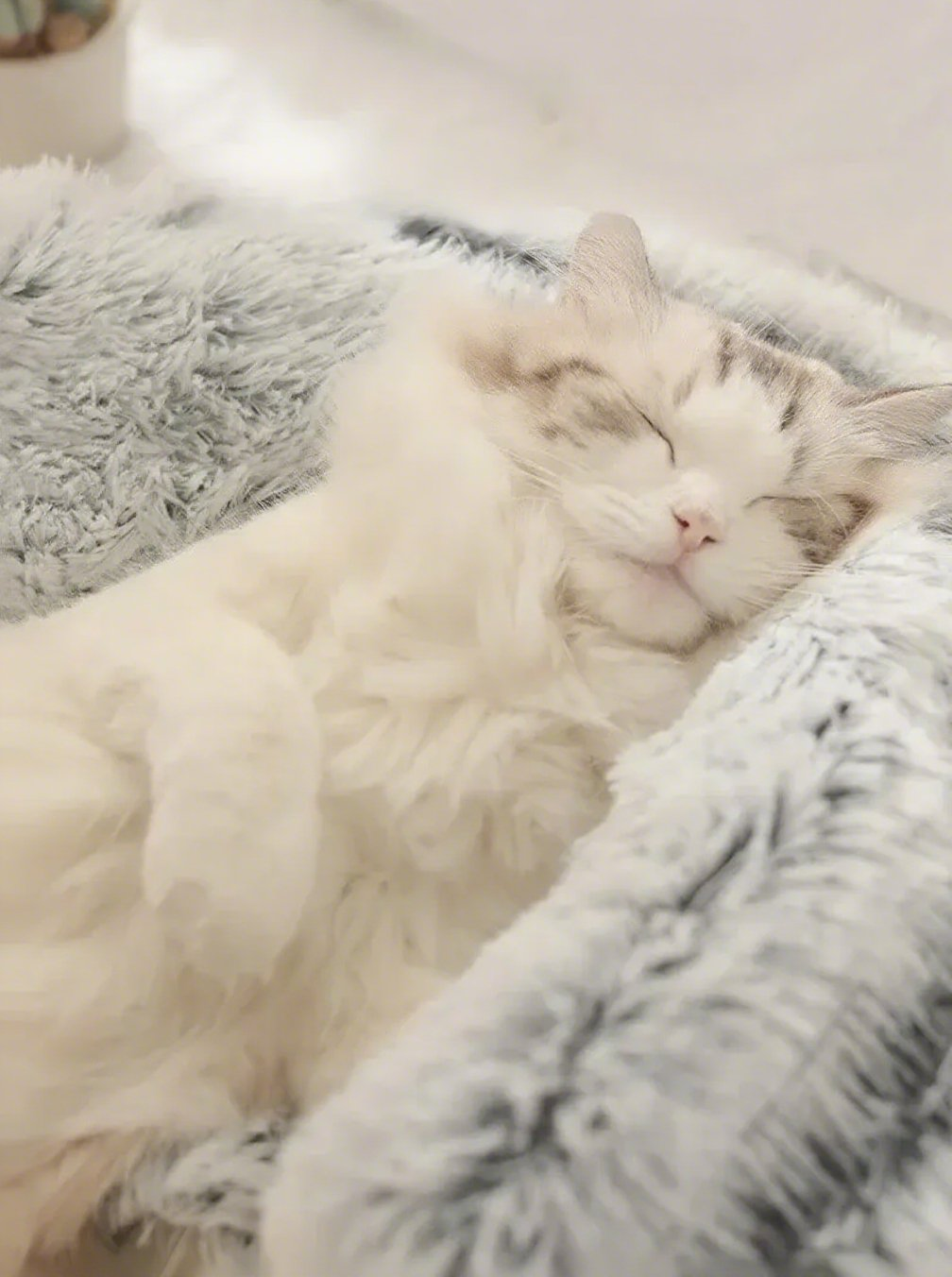 FLUFFY BED WITH HOODED COVER – SOFT DONUT NEST FOR CATS & SMALL DOGS