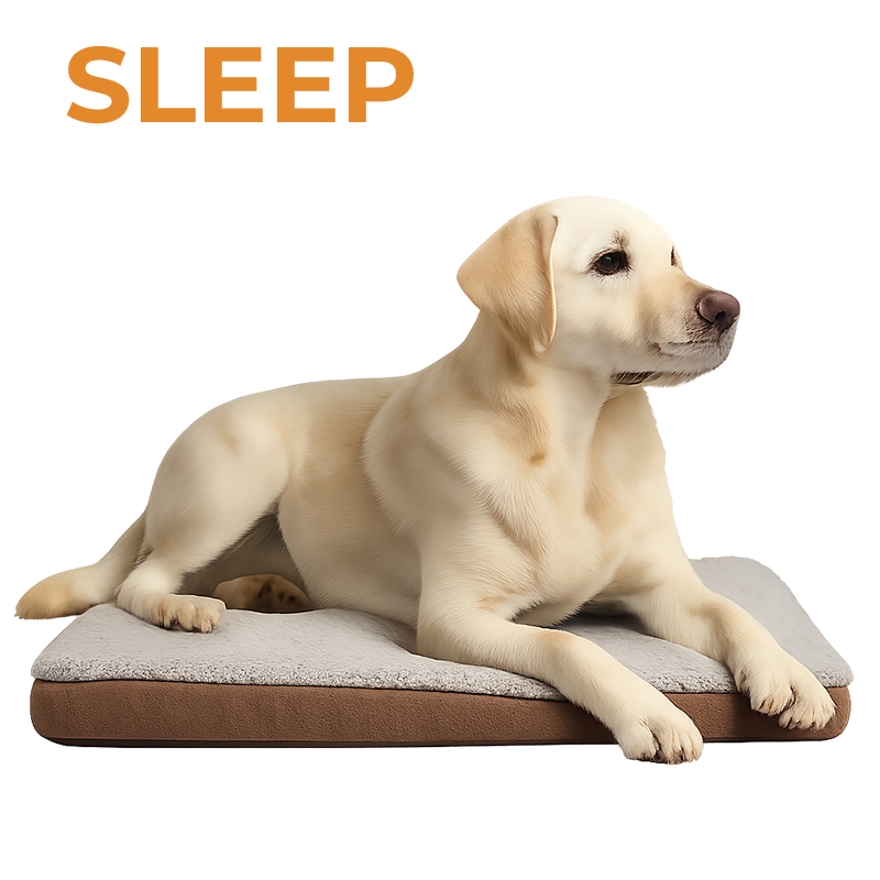 Dog Comfort & Sleep