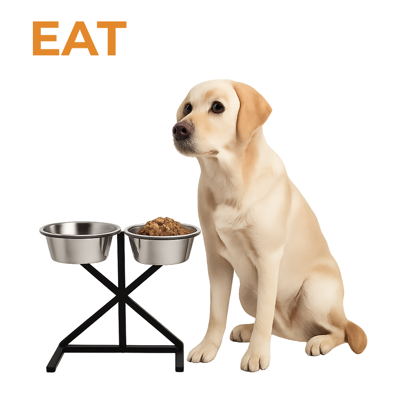 Dog Feeding