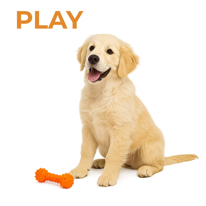 Dog Toys & Activities